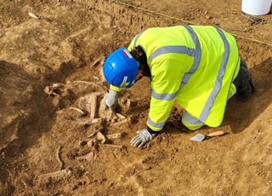 Horse skeleton