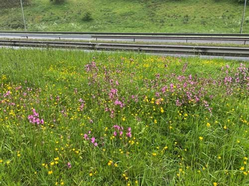 Pink and yellow flowers along the side of a dual carriageway