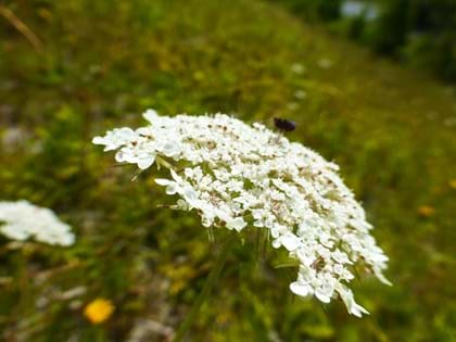 White Wild carrot flower head