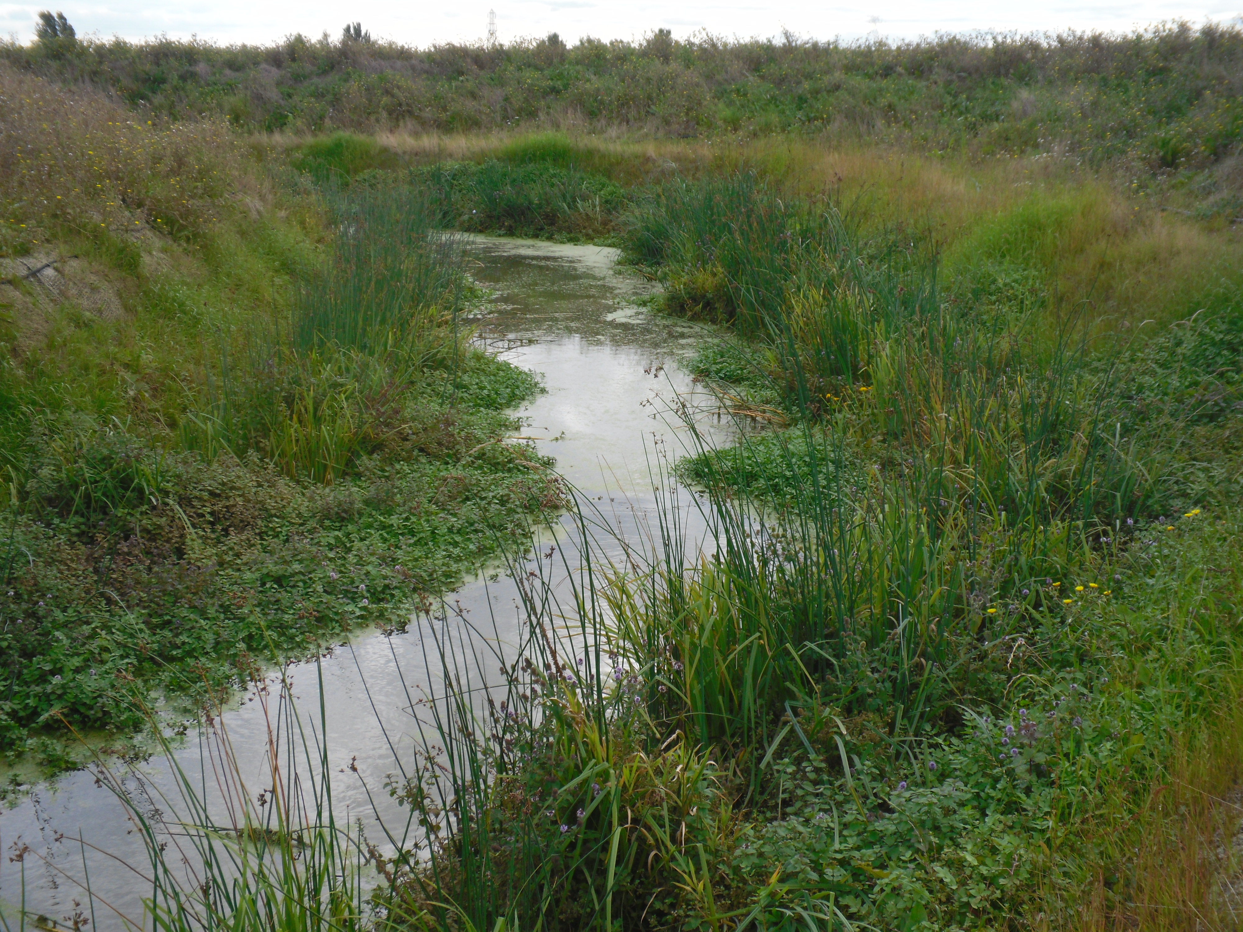 A14 habitat