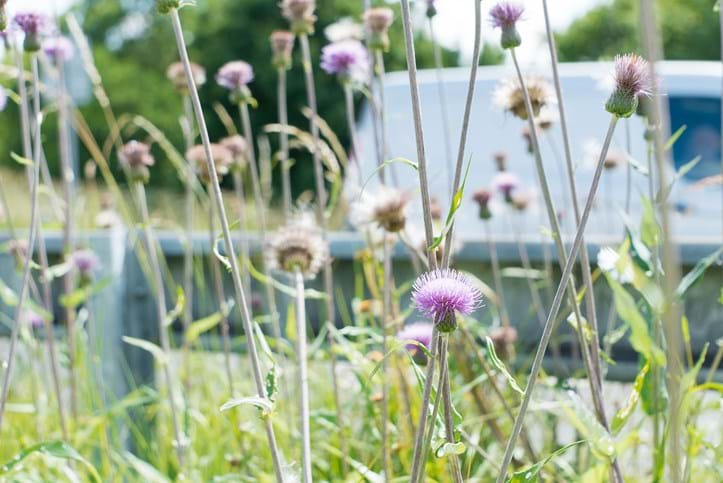 Thistles and wildflowers by the road