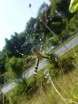 Wasp spider