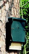 Bat box