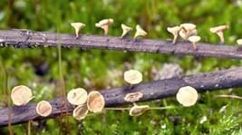 ash dieback