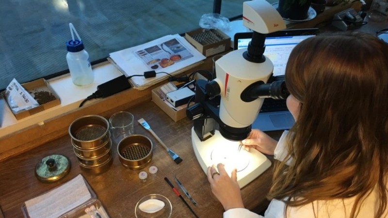 Archaeologist inspects evidence of brewing from A14 site