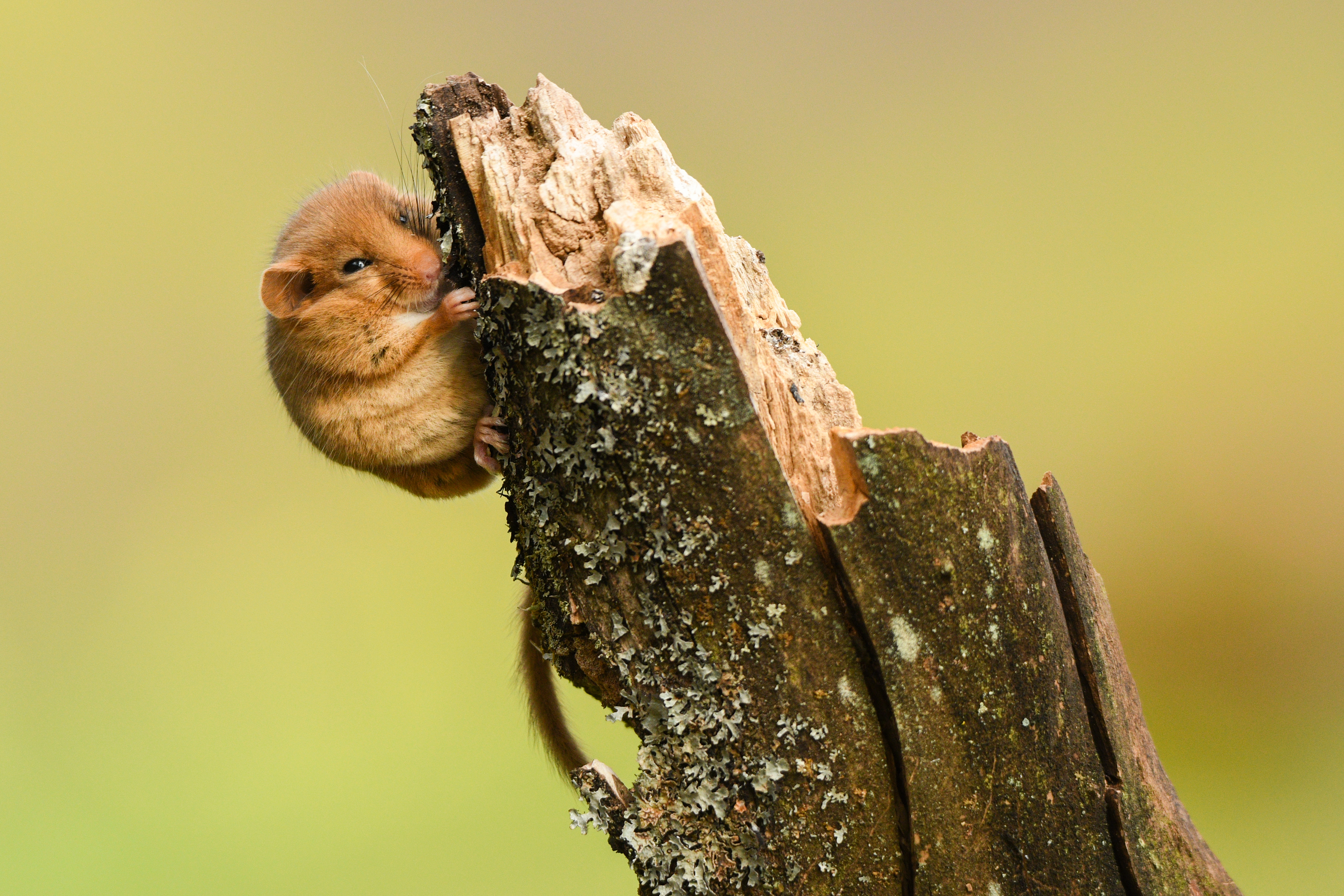 Dormice