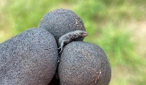 A baby common lizard