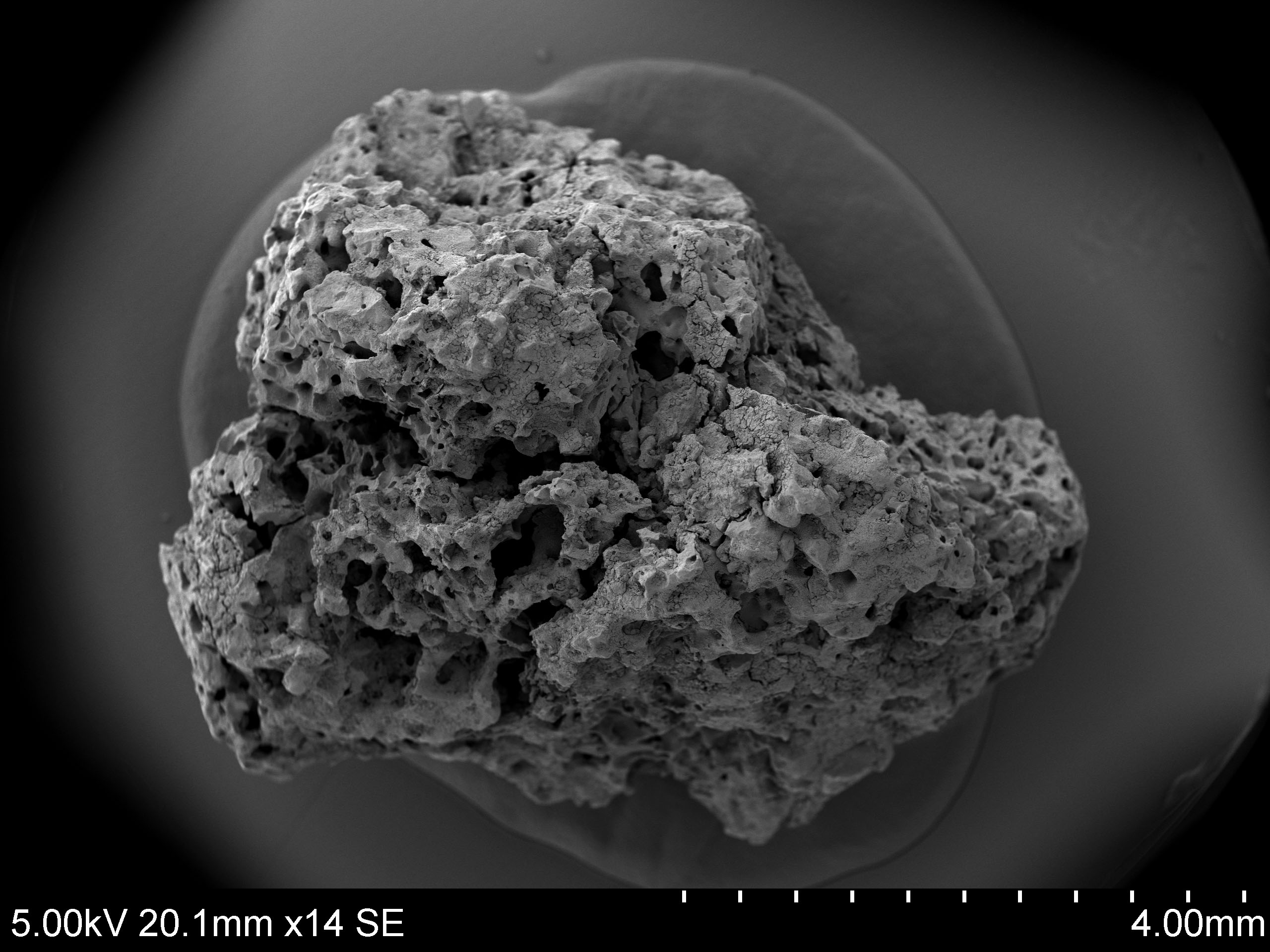 Microscopic samples showing evidence of beer making