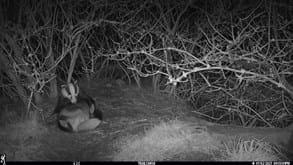 Badger enjoying a night time laze