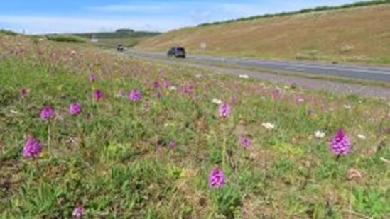 Weymouth relief road - flowers