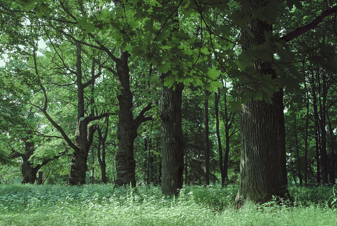 Enhancing the environment trees