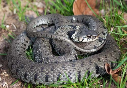 Grass snake