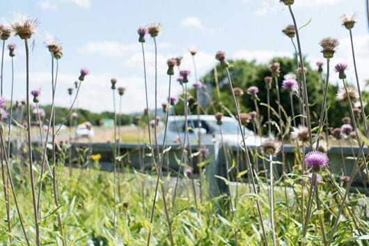 Wildflowers in foreground, purple thistle, grass, car and road in background