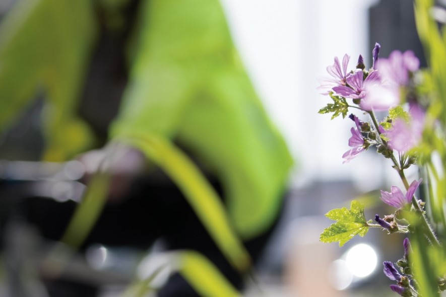 cyclist and wildflowers