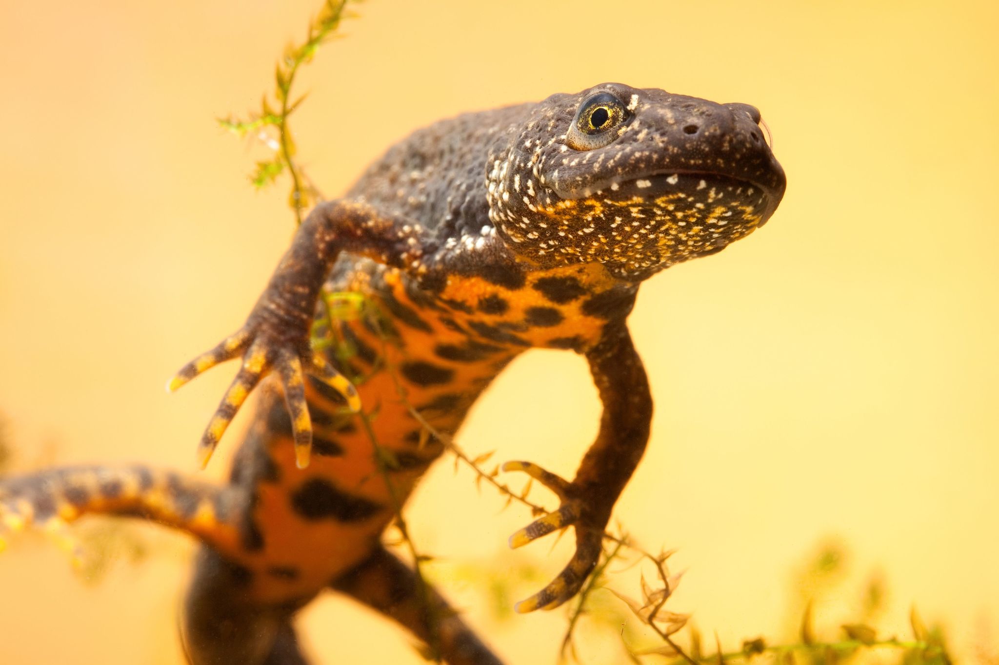 Great crested newt