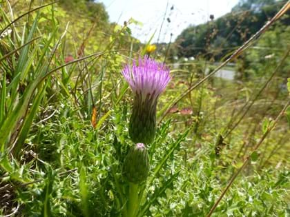 Purple dwarf thistle flower head